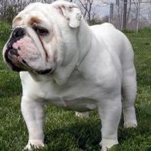 Magnet Theater Presents The First Annual New York Musical Improv Festival 11/6-7