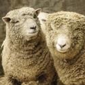 WCS Prospect Park Zoo Fleece Fest to Debut Two Baby Doll Sheep 5/8-9