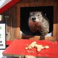 SI Zoo's 'Chuck' Makes His Prediction; Spring Is Coming To NYC