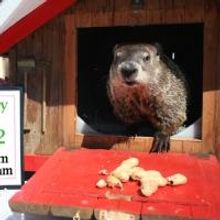 SI Zoo's 'Chuck' Makes His Prediction; Spring Is Coming To NYC