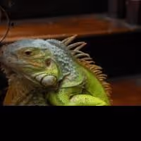 Pig Iron Theatre's CHEKHOV LIZARDBRAIN Returns to New York & Philadelphia