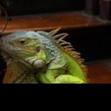 Pig Iron Theatre's CHEKHOV LIZARDBRAIN Returns to New York & Philadelphia