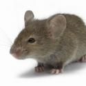 Mouse Makes Debut on Music Box Stage; PETA Sends Prize of Humane Mouse Traps
