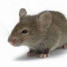 Mouse Makes Debut on Music Box Stage; PETA Sends Prize of Humane Mouse Traps