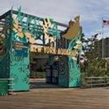 Sea Lion Encounter Program Begins Today At WCS New York Aquarium