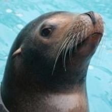 The New York Aquarium Offers The Chance To 'Meet And Greet' A Sea-Lion