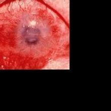 The Gorilla Reading Series Presents STAY 10/27