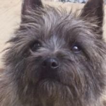 'There's No Place Like Home' Dog Adoption Day With Ashanti And Nigel 5/30