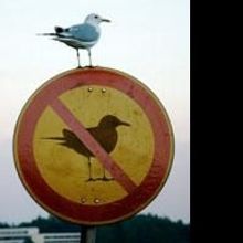 Sowers, Jones, Vergel Star In THE ROSES ON THE ROCKS At MTS 6/4-6/27