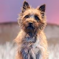 Encores! THE WIZ Completes Casting with 'Nigel' as Toto