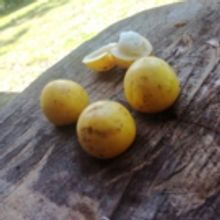 Costa Rica offers a world of other-worldly fruits waiting to be tasted