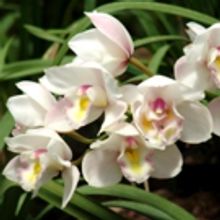 MAKE MOM AND LOVED ONES HAPPY - Plan a Wonderful Meal Out and Enjoy