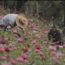 New Showtime Documentary Series THE TRADE To Premiere This Week
