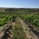 Riboli Family of SAN ANTONIO WINERY Named American Winery of the Year by Wine…
