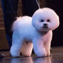 Photo Flash: KINKY BOOTS Welcomes Flynn the Bichon Frise to Broadway