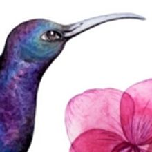 Caught & Spark Productions present THE HUMMINGBIRD EFFECT