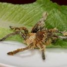 Smithsonian Networks to Premiere New Series BUG BITES