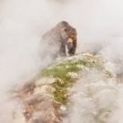 Sir David Attenborough to Present BBC America's ONE PLANET: SEVEN WORLDS