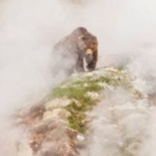 Sir David Attenborough to Present BBC America's ONE PLANET: SEVEN WORLDS