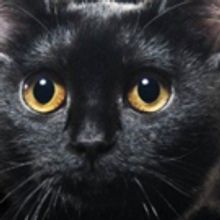 New Theatre Presents THE LIEUTENANT OF INISHMORE By Martin McDonagh