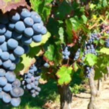 WINE SELECTIONS for All to Celebrate the Holidays