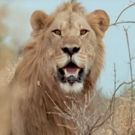 VIDEO: Sneak Peek - Nat Geo WILD's SAVAGE KINGDOM: UPRISING Returns Today
