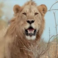 VIDEO: Sneak Peek - Nat Geo WILD's SAVAGE KINGDOM: UPRISING Returns Today Video