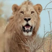 VIDEO: Sneak Peek - Nat Geo WILD's SAVAGE KINGDOM: UPRISING Returns Today