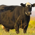 American Farmer TV Series to Explore Advances in Livestock and Animal Nutrition