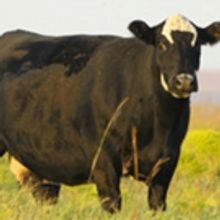 American Farmer TV Series to Explore Advances in Livestock and Animal Nutrition