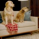 VIDEO: Watch Kristen Bell Interview Netflix's Pet Stars for National Pet Day