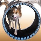 CANINE CABARET MUTTS GO NUTS Comes To BTG For School Vacation Week