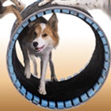 CANINE CABARET MUTTS GO NUTS Comes To BTG For School Vacation Week