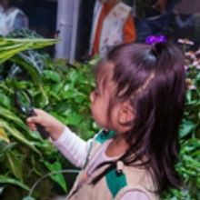 Live Butterflies Return To AMNH On October 6