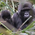 Donations From BTG's 8/5 Performance Of TARZAN Benefited Dian Fossey Gorilla Fund…
