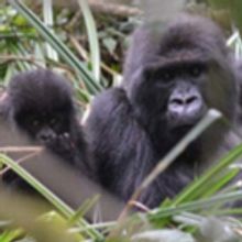 Donations From BTG's 8/5 Performance Of TARZAN Benefited Dian Fossey Gorilla Fund Int
