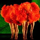 BWW Review: MOMIX Treats Audience to a Night of Confectionary Delights