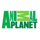 Terri, Bindi, and Robert Irwin Return to Animal Planet in CRIKEY! IT'S THE IRWINS