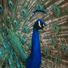 PBS' NATURAL BORN REBELS: A NATURE MINISERIES Premieres Wednesday, April 25