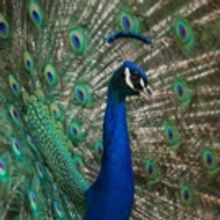 PBS' NATURAL BORN REBELS: A NATURE MINISERIES Premieres Wednesday, April 25