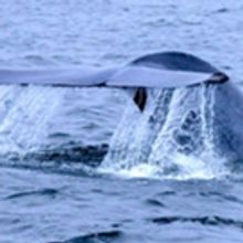 Monterey Old Fisherman's Wharf Association to Hold 9th Annual Whalefest Monterey - Fr