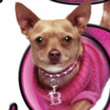 LEGALLY BLONDE Comes To Belgrano Day School 6/22 Through 6/30