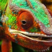 Living Color Art Exhibit Announced At The MAC's Firehouse Gallery