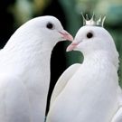 Canadian Stage Presents 36th Season Of Shakespeare In High Park