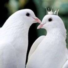 Canadian Stage Presents 36th Season Of Shakespeare In High Park