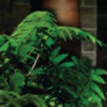 BWW Review: THE SECRET GARDEN at Fairfield Center Stage