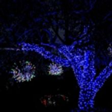 Mounts Botanical Garden Welcomes 400 To Preview Of GARDEN OF LIGHTS