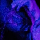 BWW Feature: The New York Butoh Institute Festival 2018 Showcases Women and…