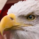 BWW Review: PATRIOTIC POPS at Barbara B. Mann Performing Arts Hall