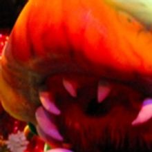 BWW Review: LITTLE SHOP OF HORRORS at Broadway Palm